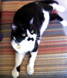 Buster, the always-curious tuxedo cat.