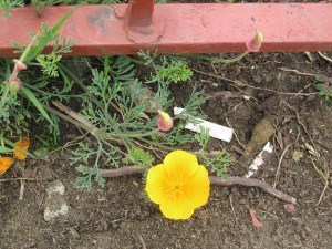 Positive Thinking, Flower, Career Advice, Dreams