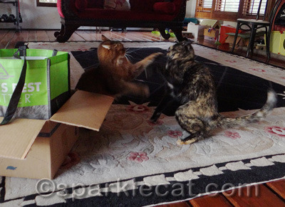 Everyone's a critic when you're trying to pack a box