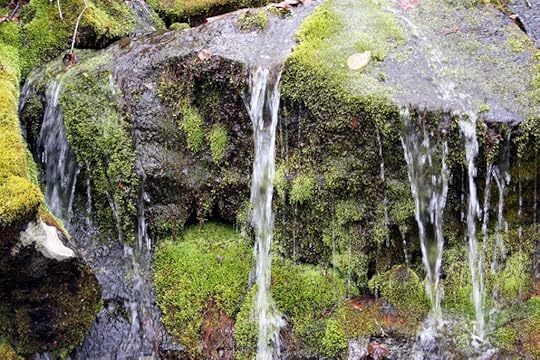 Mossy Waterfall