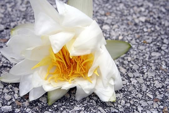 Concrete Lily