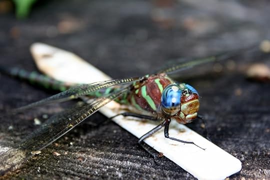 Dragonfly