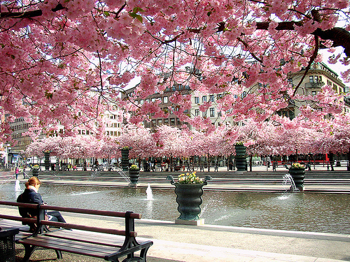 reading under the cherrytrees by Per Ola Wiberg ~ Powi