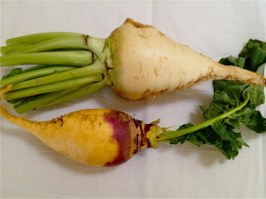 A Gilfeather rutabaga (above) and regular rutabaga (below).
