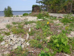 Sunflower at the beach grew wild.