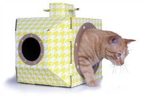 cat_in_box