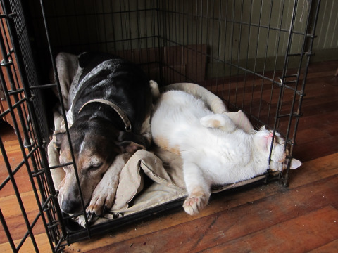 Daisy and Winslow, for Eumaeus