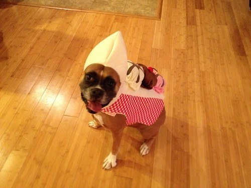 Dog Costume | via Facebook