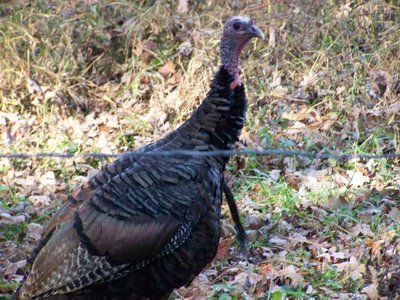 Post image for Thankfulness, a Recipe of Love