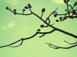 El pajarito se hizo flor...