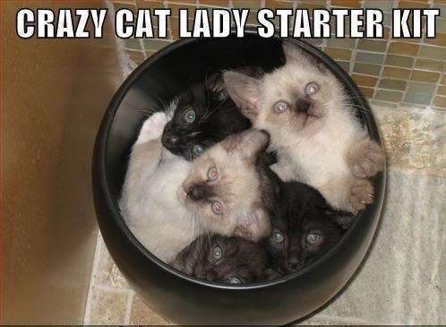 lol cat photo: CATLADYSTARTERKIT.jpg