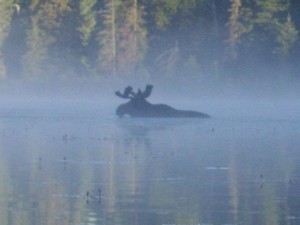 Moose in the Algonquin
