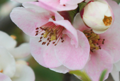 photo by Ann E. Michael