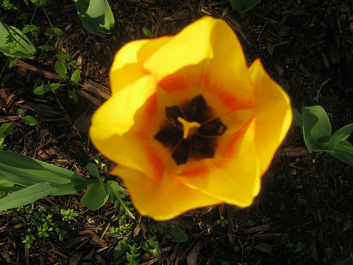tulip in my front yard
