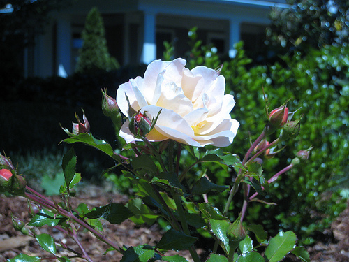 East Nashville rose