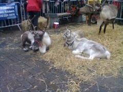 Reindeer at Keswick Christmas Fair.