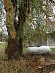 This willow cleaved in a recent storm—luckily it was this half