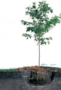 photo by photobucket.com