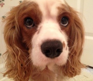 puppydogeyes