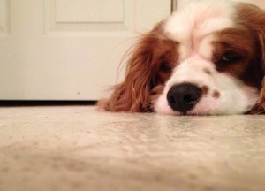 puppyartsy