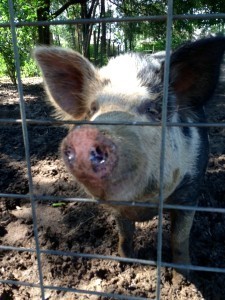 piggyclose