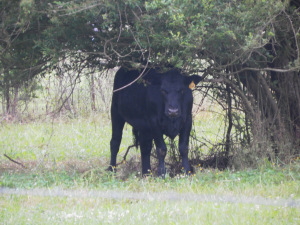 SAMSUNG DIGITAL CAMERA