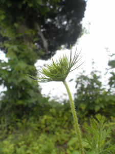 SAMSUNG DIGITAL CAMERA