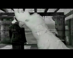 Citizen-Kane-Parrot