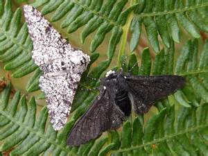 peppered moth