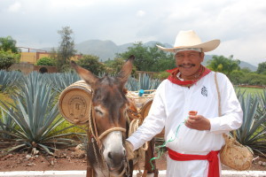 Tequila barrels on a burro at Herradura hacienda.