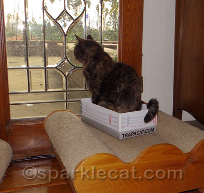 Bird TV is better in a box!