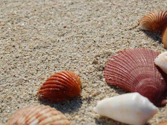seashells11