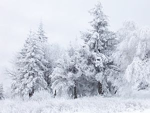 English: Winter scene taken at in Bulgaria. Fr...