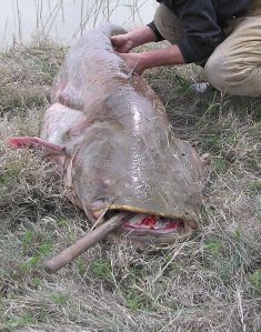 catfish with cigar
