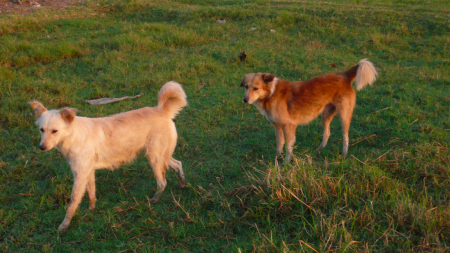 Screen Shot 2013-12-04 at 7.11.07 AM