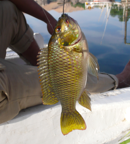 Screen Shot 2013-12-03 at 11.55.59 AM