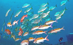 marine protection dividend image