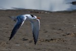 Royal Tern in flight (Thalasseus maximus, syn. Sterna maxima)