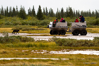 Wolf Encounters the Rhino Buggy