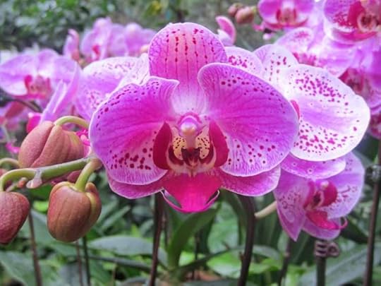 orchids
