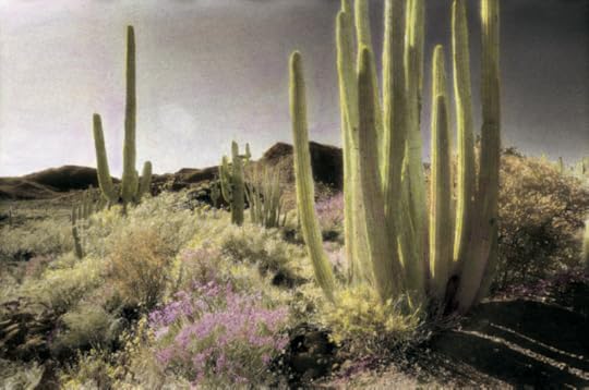 The Sonoran Desert, Arizona, by Annie Griffiths