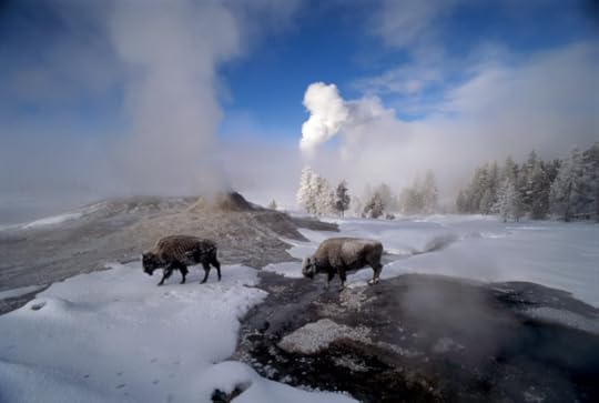 Bison at Lion Geyser, Yellowstone, Wyoming, 1999, by Norbert Rosing