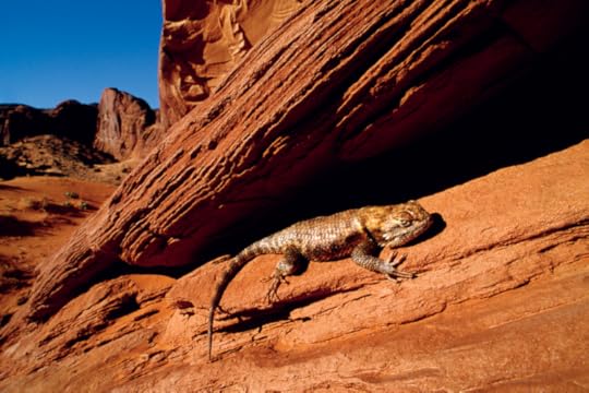 Red rock and spiny lizard on the Navajo reservation, Arizona, 1990, by Jim Brandenburg