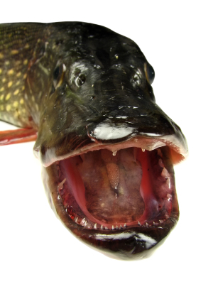 Many teeth and great 