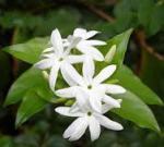 pikakejasmine