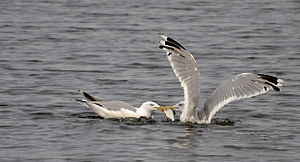 English: Fish is usually eaten by the European...