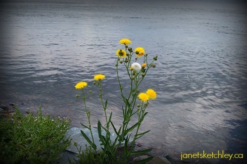 He leads us by quiet waters (Psalm 23)