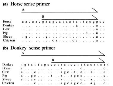 Horse_Sense