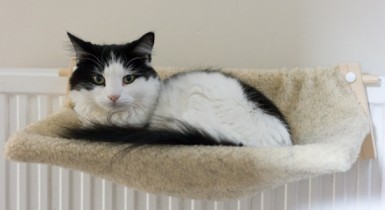 Radpet hammock