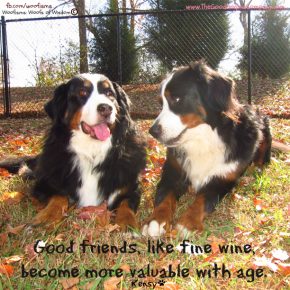 wineIMG 4790 290x290 Woofisms: Woofs of Wisdom © funny dog blog